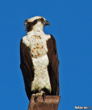 The Osprey (Pandion haliaetus) 