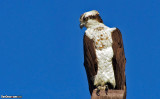 The Osprey (Pandion haliaetus) 