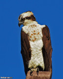 The Osprey (Pandion haliaetus) 