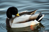 San Joaquin Wildlife Sanctuary