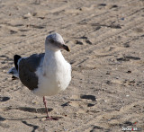 Sea Gull