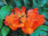 African tulip tree (Bignoniaceae)