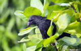 Groove-billed Ani, Crotophaga sulcirostris