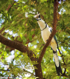 White-throated Magpie-Jay, Calocitta formosa