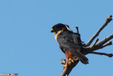 Bat Falcon (Falco rufigularis)