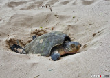 Sea Turtle Laying Eggs