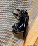 The carpenter bee  Xylocopa spp