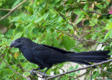 Groove-billed Ani, Crotophaga sulcirostris