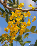 Cassia fistula Golden Shower Tree