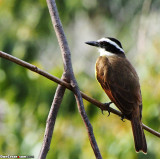 Great Kiskadee