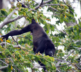 P3021028monkey copy.jpg