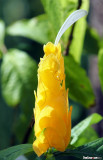 Shrimp plant - Beloperone guttata