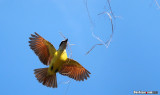 Great Kiskadee, Pitangus sulphuratus