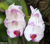 Orchids