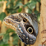 Schmetterling Haus (Butterfly House)