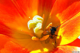 Pretty as a Bee