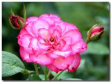 Rose Garden In Loose Park