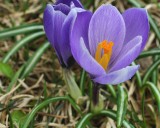 DSC06848 - Purple Crocus