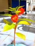 unknown blooming plant
