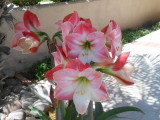 Amaryllis two