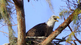 Bald Eagle - The Tongue of the Eagle