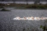 Pelicans in the Rain