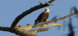 Bald Eagle Singing the Sweetest Song