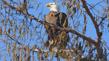 Bald Eagle Sunning on a Cold Day