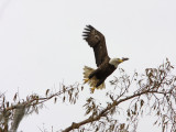 Bald Eagle against a winter sky