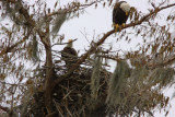 Bald Eagles -He watches while she repairs the nest