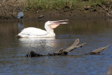 White Pelican