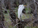 Great White Egret - First egg  of the Season