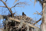 Eaglet Shows Itself