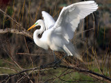 Great White Egret looking for nesting material