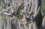 Black Crowned Herons