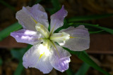 Louisiana Iris - first bloom of the season
