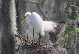 Two egrets and a heron