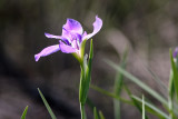 Louisiana Iris in the wild
