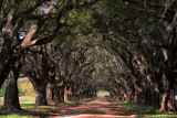 Tunnel of live oaks