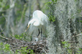 Great White Egret with Easter chicks in nest