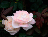 Soft Pink Rose