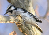 Downy-woodpecker