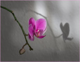 Orchid Shadow