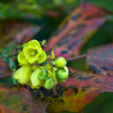 Colours in Winter