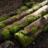 Mossy Logs