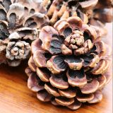 Pine Cone