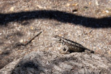 October 3rd 2011 - Leettle Leezard - 3450.jpg