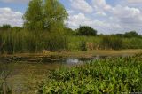 August 22nd, 2006 - Pond 1622