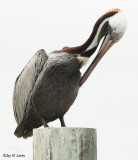 Brown Pelican