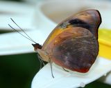 Grecian Shoemaker (male)